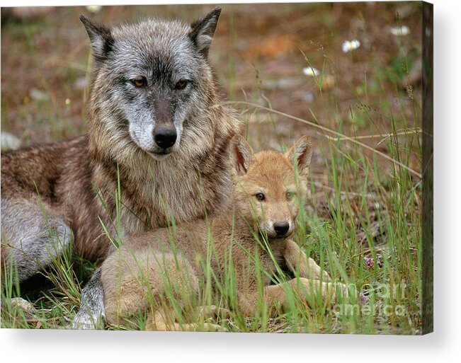 Gray Wolf Acrylic Print featuring the photograph Gray Wolf With Pup by Art Wolfe