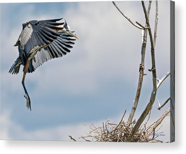 Heron Acrylic Print featuring the photograph Great Blue Heron Approaching Nest by Stephen Johnson