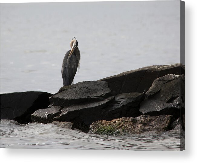 Great Blue Heron Acrylic Print featuring the photograph Great Blue Heron Preening by Rebecca Sherman