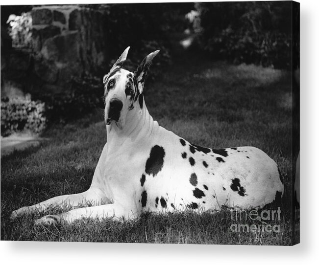 Animal Acrylic Print featuring the photograph Great Dane by Margaret Miller