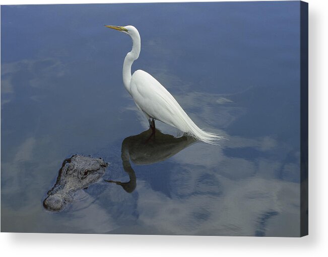 Feb0514 Acrylic Print featuring the photograph Great Egret Atop American Alligator by Heidi & Hans-Juergen Koch