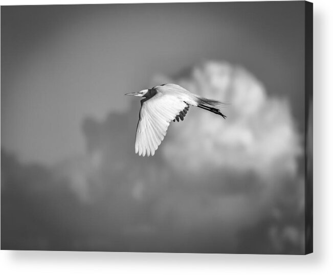 Great Egret Acrylic Print featuring the photograph Great Egret In Flight Black and White by Thomas Young