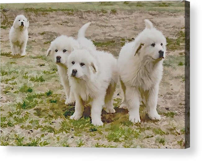 Pyranese Puppies Acrylic Print featuring the photograph Great Pyranese Puppies by Bonnie Willis