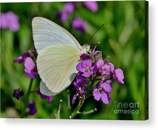 Butterfly Acrylic Print featuring the photograph Great Southern White Butterfly by Kathy Baccari