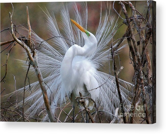 Birds Acrylic Print featuring the photograph Great White Egret With Breeding Plumage by Kathy Baccari