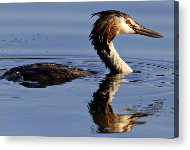 Animal Acrylic Print featuring the photograph Grebe at Sunset by Charles Lupica