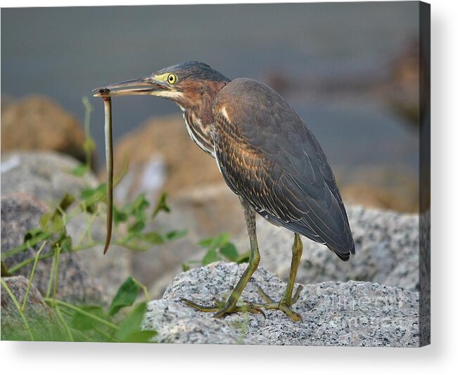 Heron Acrylic Print featuring the photograph Green Heron With An Eel Breakfast by Kathy Baccari