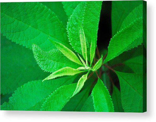 Green Acrylic Print featuring the photograph Green by Ludwig Keck