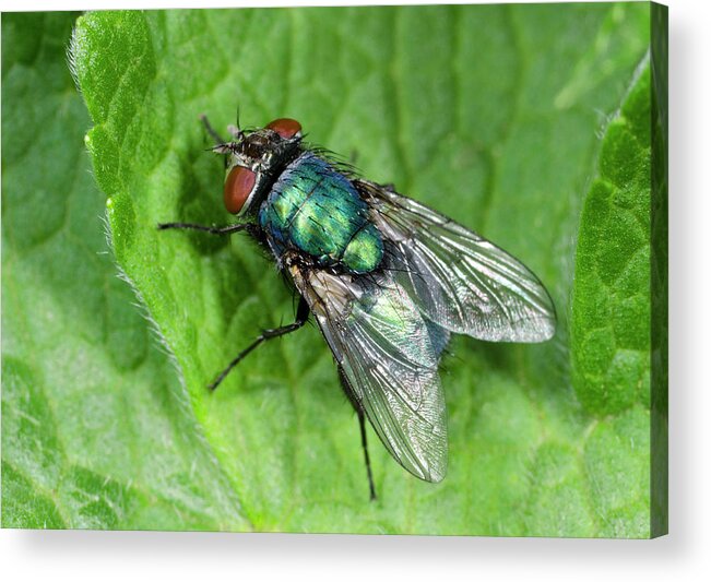 Insect Acrylic Print featuring the photograph Greenbottle by Nigel Downer