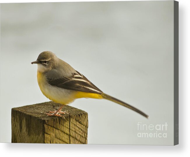 Grey Wagtail Acrylic Print featuring the photograph Grey Wagtail/Motacilla cinerea by Linsey Williams