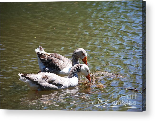 Geese Acrylic Print featuring the photograph Greylag Geese 20130512_58 by Tina Hopkins