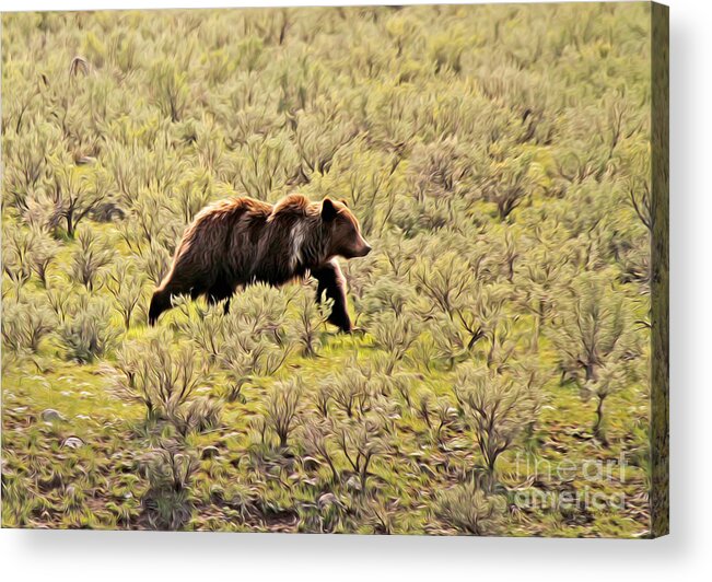Bear Acrylic Print featuring the photograph Grizzly in the Sage by Clare VanderVeen