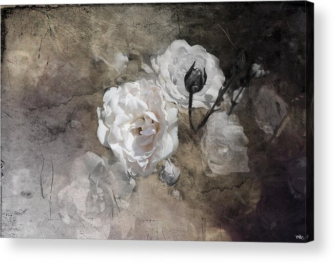 Flower Acrylic Print featuring the photograph Grunge White Rose by Evie Carrier