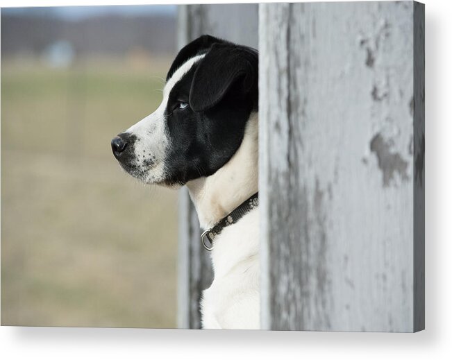Pet Acrylic Print featuring the photograph Guard Dog by Holden The Moment