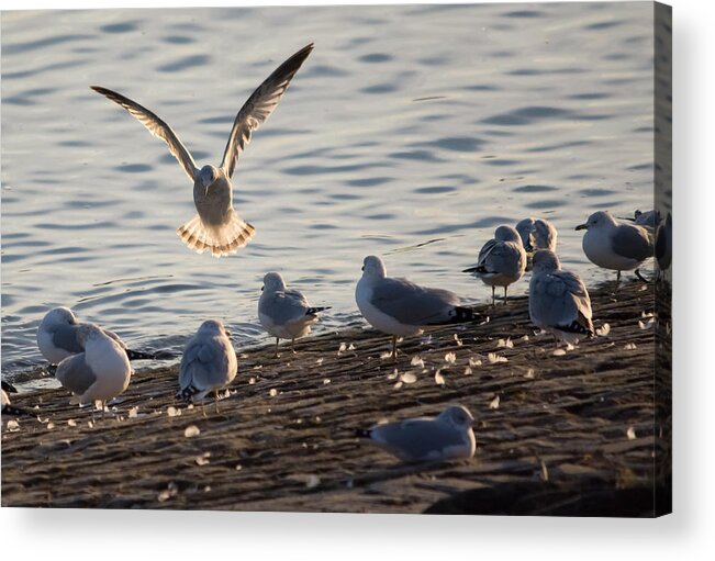 Gull Acrylic Print featuring the photograph Gull Landing in Marietta by Holden The Moment