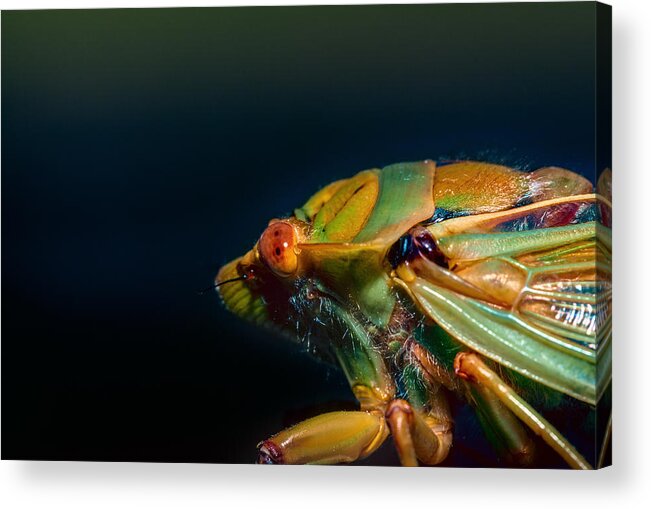 Insect Acrylic Print featuring the photograph Hairy by Mark Lucey