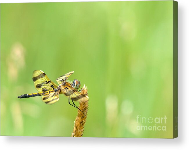 Halloween Penant Dragonfly Acrylic Print featuring the photograph Halloween in the Summer by Cheryl Baxter