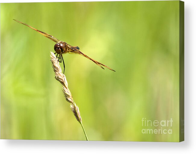 Tiger Striped Dragonfly Acrylic Print featuring the photograph Hang On by Cheryl Baxter