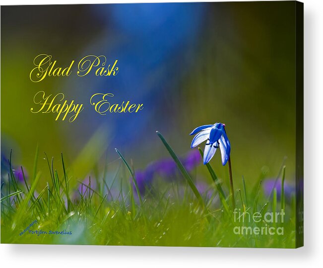 Happy Easter Scilla Siberica Acrylic Print featuring the photograph Happy Easter Scilla siberica by Torbjorn Swenelius