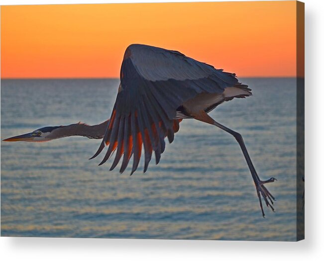 Harry The Heron Acrylic Print featuring the photograph Harry the Heron In Flight Close-Up at Sunrise on Navarre Beach by Jeff at JSJ Photography