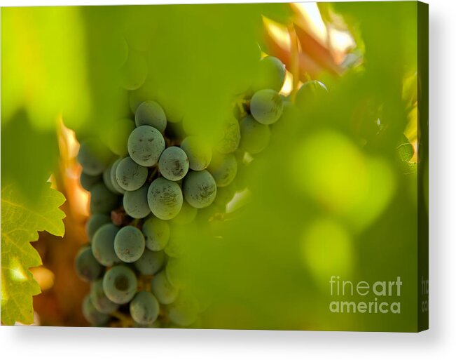 Abstract Acrylic Print featuring the photograph Harvest Season 2 by Jonathan Nguyen