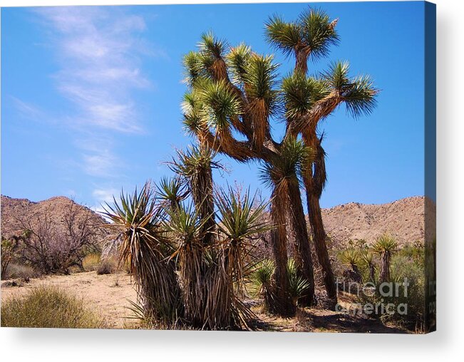Desert Sun Acrylic Print featuring the photograph HeaTinG uP by Angela J Wright