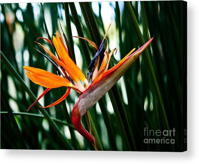Heliconia Acrylic Print featuring the painting Heliconia by Shijun Munns