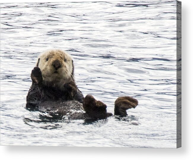 Otter Acrylic Print featuring the photograph Hello Otter by Saya Studios