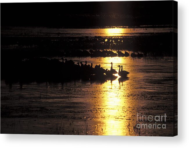 Birds Acrylic Print featuring the photograph Here comes the sun by Steven Ralser