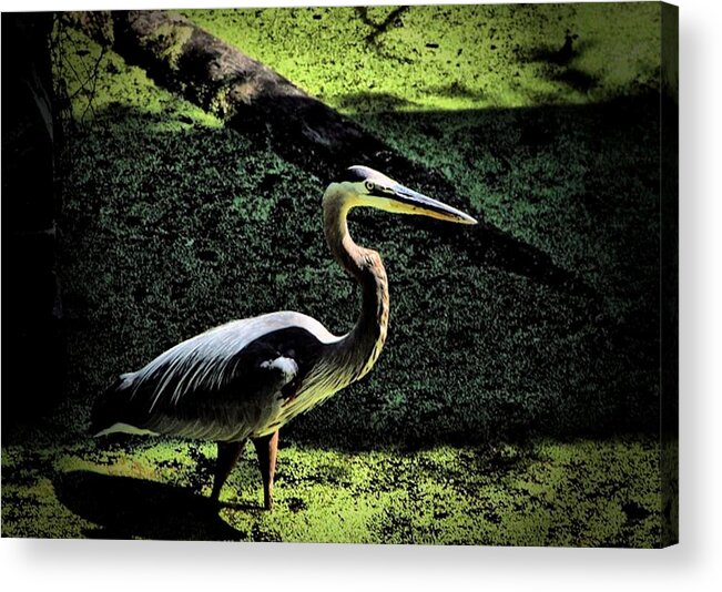 Animals Acrylic Print featuring the photograph Here Fishy Fishy by Robert McCubbin