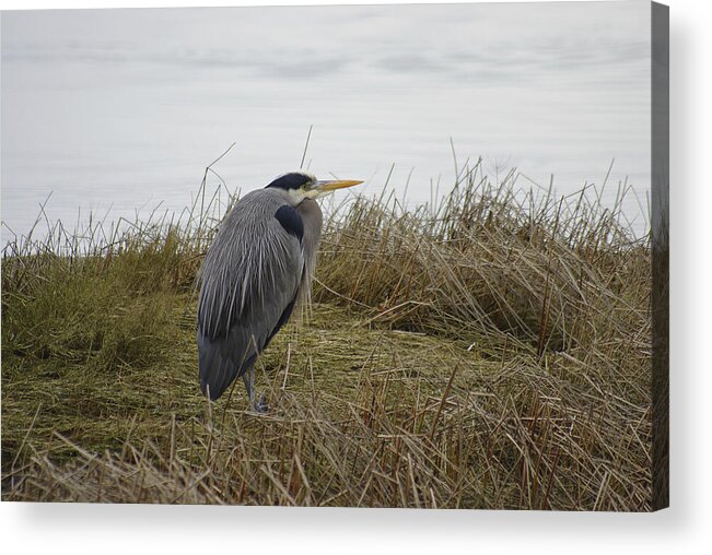 Great Blue Heron Acrylic Print featuring the photograph Heron by Marilyn Wilson