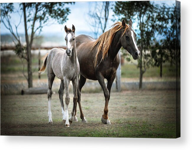 Horse Acrylic Print featuring the digital art He's Mine by Janice OConnor