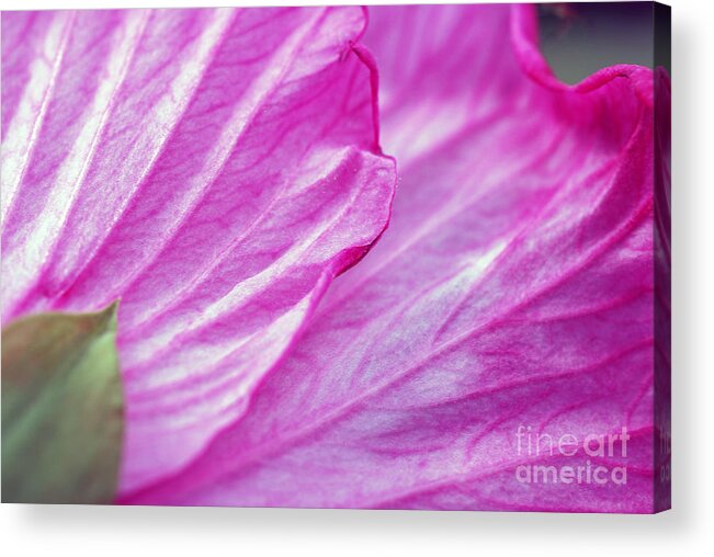 Hibiscus Petals Acrylic Print featuring the photograph Hibiscus Petals in Pink by Lila Fisher-Wenzel