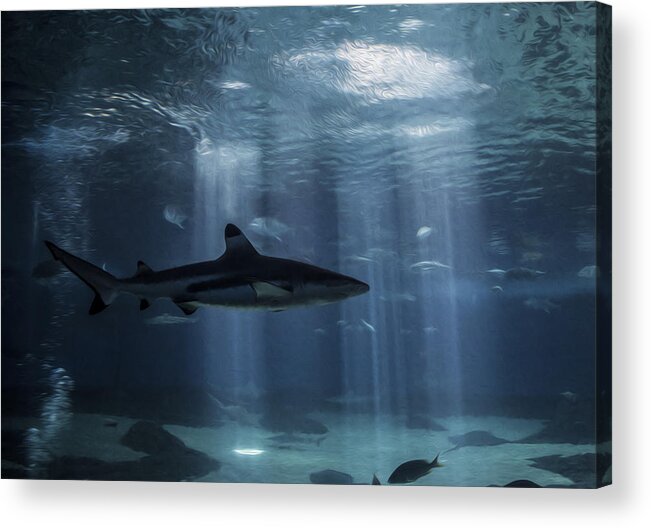 Shark Acrylic Print featuring the photograph Hidden from Light by Brad Scott