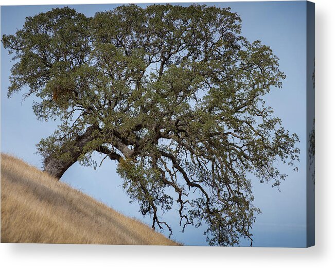 Tree Acrylic Print featuring the photograph Hillside tree by Robin Mayoff