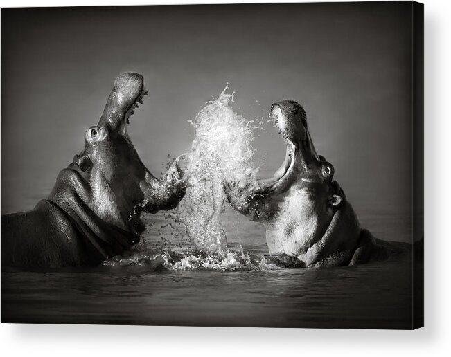 Hippo Acrylic Print featuring the photograph Hippo's fighting by Johan Swanepoel