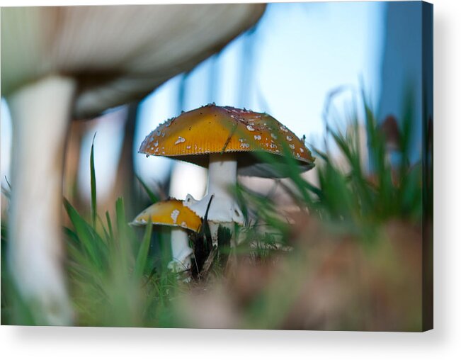 Toadstool Acrylic Print featuring the photograph Home for a Fairy by Kathy Paynter