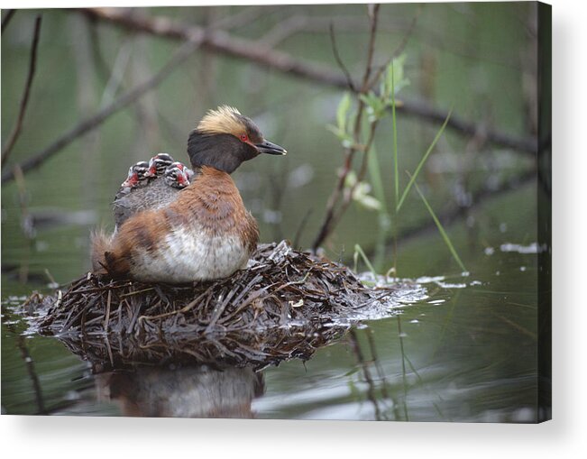 Feb0514 Acrylic Print featuring the photograph Horned Grebe On Nest With Chicks by Michael Quinton