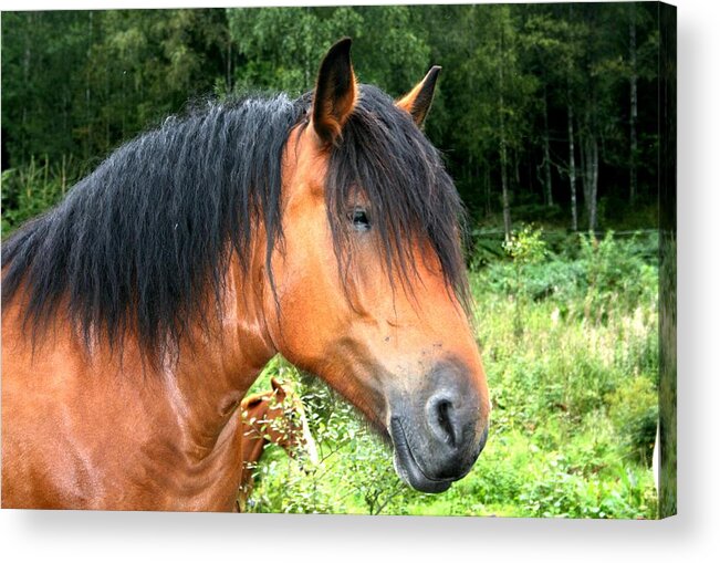 Landscape Horses Threes Nature Field Animals Green Brown Black Acrylic Print featuring the photograph Horse Field by Jeanette Rode Dybdahl