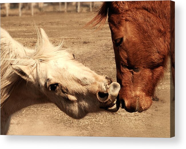 Horses Acrylic Print featuring the photograph Horse Play by Steven Milner