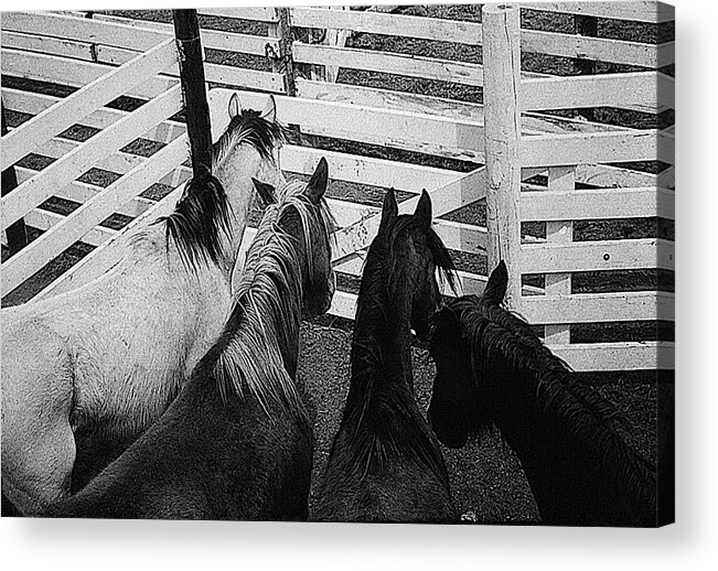 Horses Corral Aberdeen South Dakota 1965 Black And White Acrylic Print featuring the photograph Horses corral Aberdeen South Dakota 1965 black and white by David Lee Guss