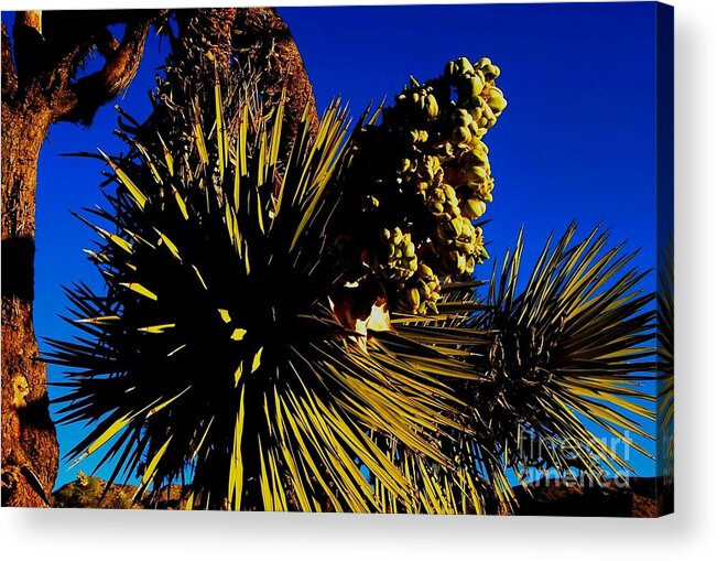Desert Sun Acrylic Print featuring the photograph HoT 2014 by Angela J Wright