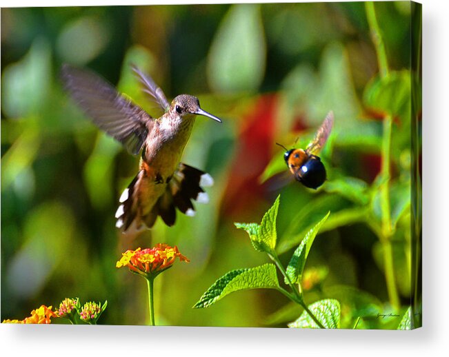 Nature Acrylic Print featuring the photograph Hummingbird And A Bumblebee 001 by George Bostian