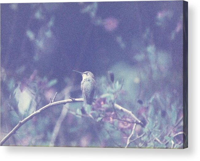 Bird Acrylic Print featuring the photograph Hummingbird on potato vine by Cynthia Marcopulos