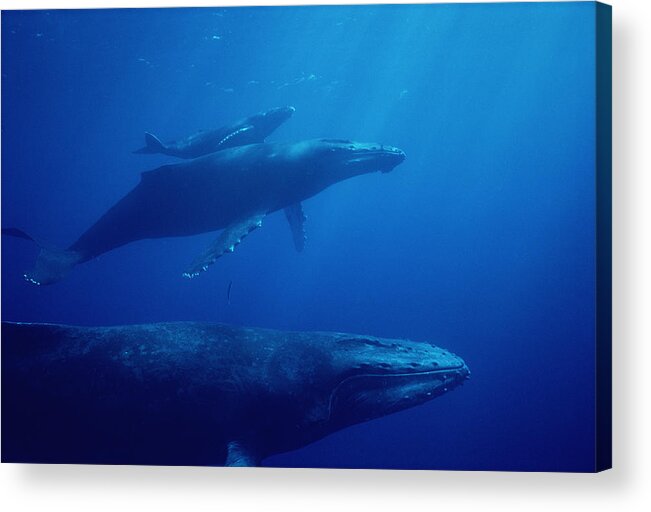 Feb0514 Acrylic Print featuring the photograph Humpback Whale Mother Calf And Male by Flip Nicklin