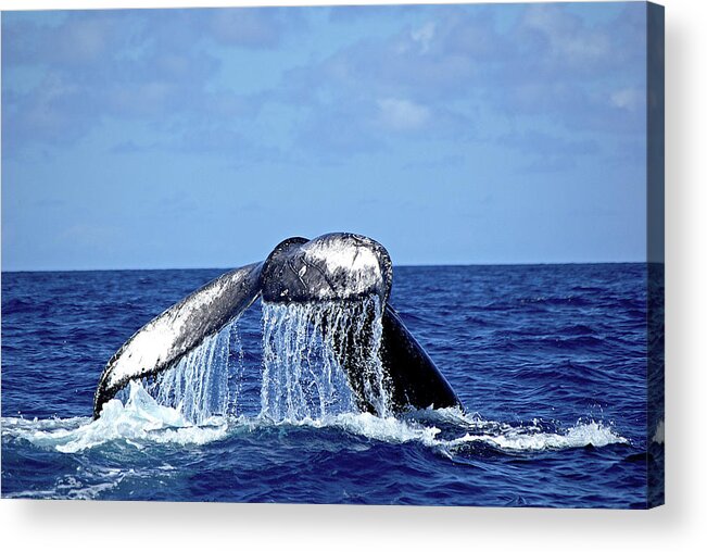 Animal Themes Acrylic Print featuring the photograph Humpback Whale Tail Slapping by Sallyrango