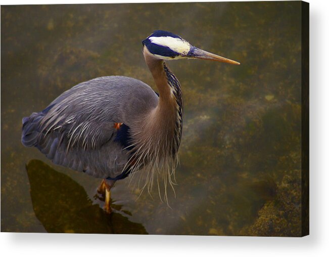 Heron Acrylic Print featuring the photograph Hunting Heron by Jerry Cahill