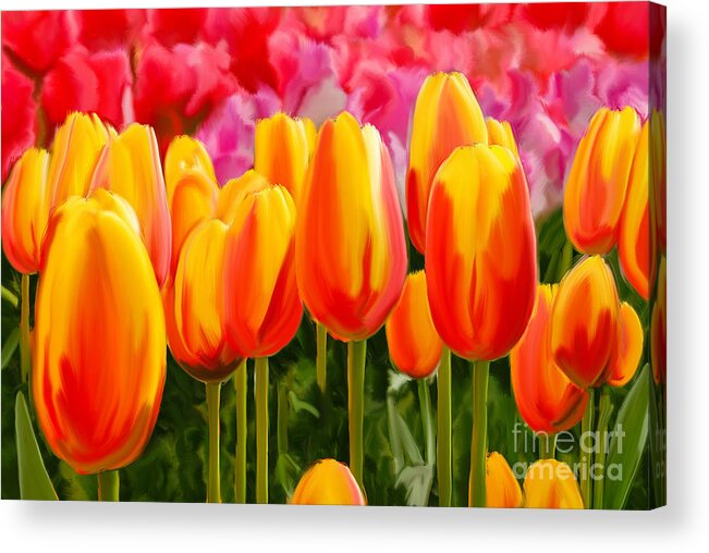 Tulips Acrylic Print featuring the painting Hybrid Tulips by Tim Gilliland