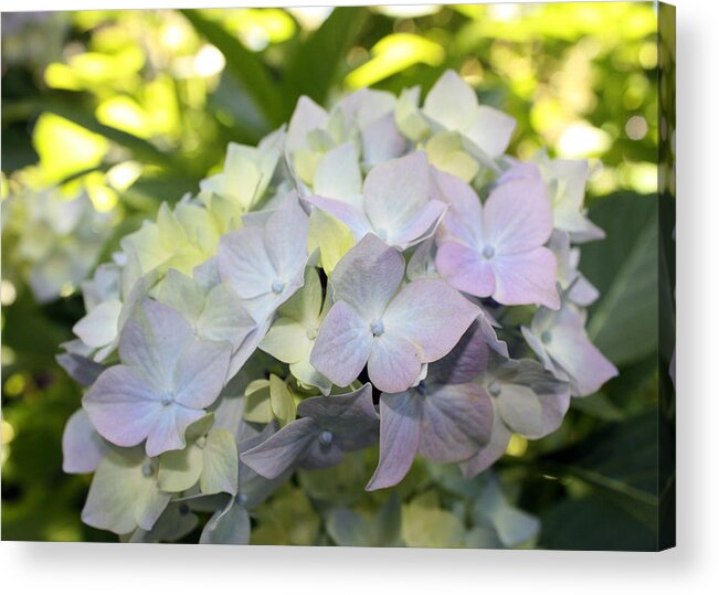 Flora Acrylic Print featuring the photograph Hydrangea by Gerry Bates