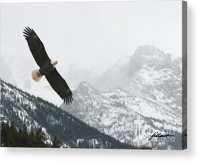 Eagle Acrylic Print featuring the photograph I am the Eagle by Bon and Jim Fillpot